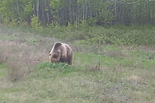 В российском регионе ловят дикого медведя