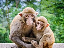 Российские ученые впервые вживили обезьянам импланты, напечатанные на 3D-принтере