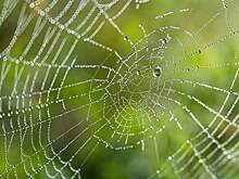 Ученые обнаружили самую большую паутину, сплетенную 111 тысячами пауков