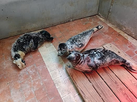 Сотрудники зоопарка в Калининграде спасли трех детенышей тюленей