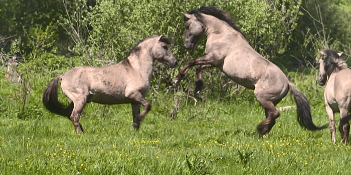 Возвращение домой: в Беларуси возрождают популяцию тарпановидных лошадей