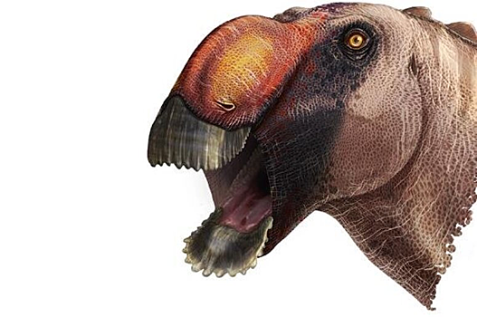 Открыт новый вид динозавра