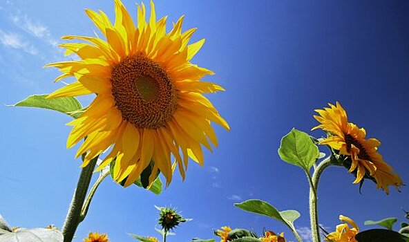 Три года продэмбарго помогли российскому АПК