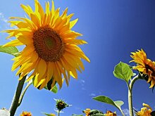 Три года продэмбарго помогли российскому АПК