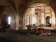 События недели: коровник в храмах, около миллиона обманутых вкладчиков Finiko и отравление зэков