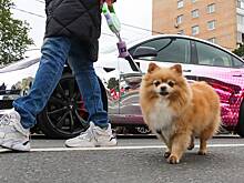 Зоопсихолог и ветеринар Волков осудил предложение никуда не пускать собачников