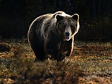 Семья обнаружила у себя во дворе впавшего в спячку медведя