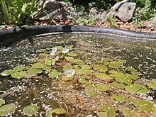 Пруд в моем саду, или Зона всеобщего притяжения