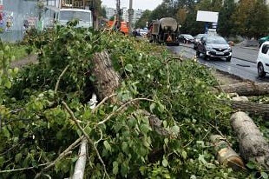 В Архангельске на Урицкого безжалостно вырубили берёзы и тополя