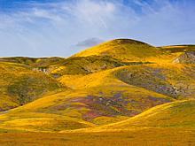 Теплолюбивые растения вытесняют холодостойкие из прежних ареалов