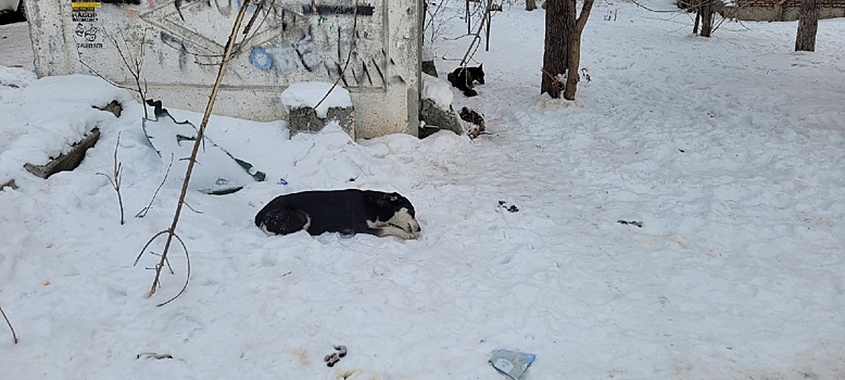 Челябинские зоозащитники: Как искоренить случаи нападения собак на людей и вести себя с агрессивным животным