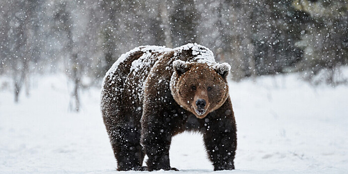 День медведя отмечают в России