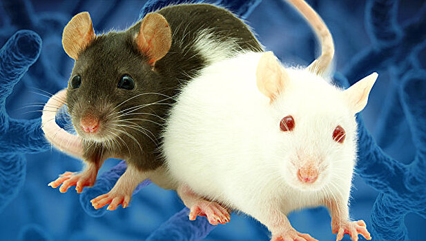 Загадки CRISPR-Cas: как создают генно-модифицированных животных