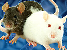 Загадки CRISPR-Cas: как создают генно-модифицированных животных