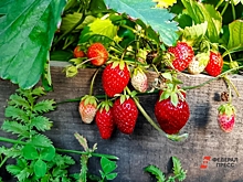 Ростовская область лишилась урожая ягод и орехов из-за внезапных заморозков