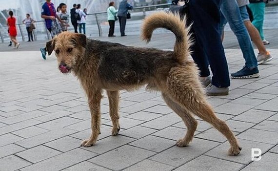 Под Казанью полицейский помог зоозащитникам спасти собаку, попавшую в "плохие руки"