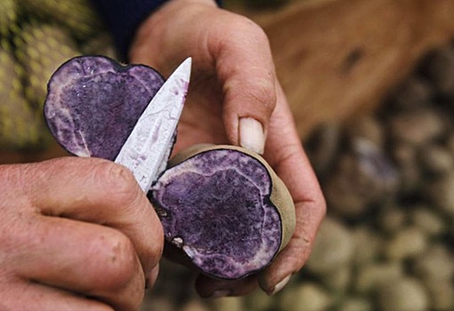 Ученые выяснили, как фиолетовый картофель может предотвратить рак толстой кишки