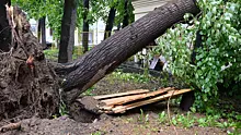 Девочка скончалась в реанимации после падения на нее дерева в Подмосковье