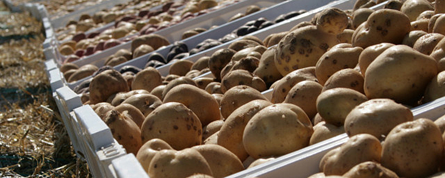 В этом году аграрии Сахалина собрали 47 тысяч тонн картофеля