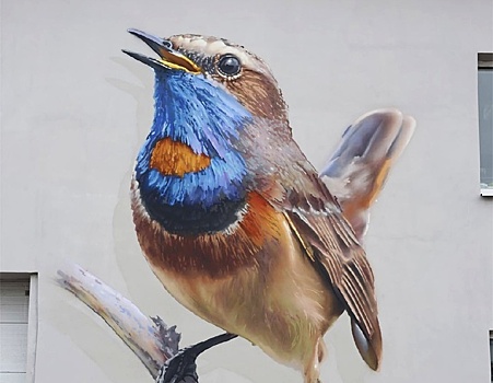 Граффити с огромной варакушкой украсило частный дом в Нижнем Новгороде