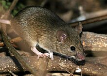 В Саратовской области более 1,5 тысячи человек заболели мышиной лихорадкой