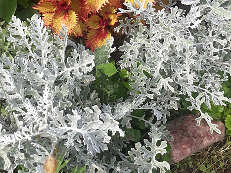 Серебристые кружева в цветнике: она одинаково хороша на солнце и в тени, не боится засухи и бедных почв