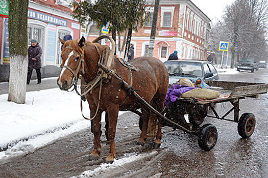 Минтранс задумался о введении прав для каюров и кучеров