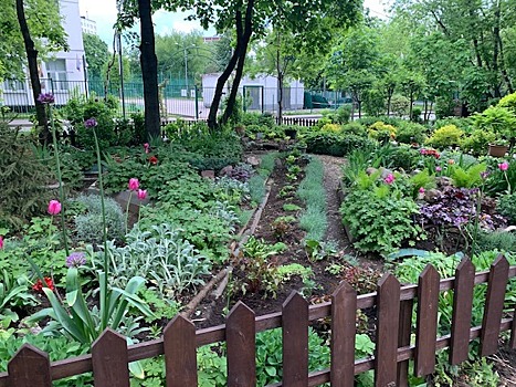 Жительница Останкина создала возле дома зеленый оазис красоты