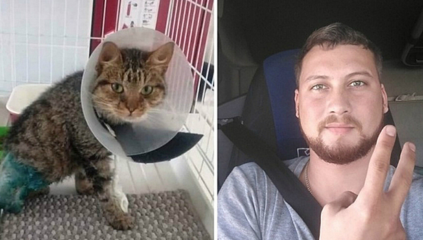 Дальнобойщик ехал 17 часов, чтобы спасти раненого котенка