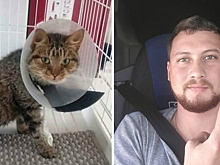 Дальнобойщик ехал 17 часов, чтобы спасти раненого котенка