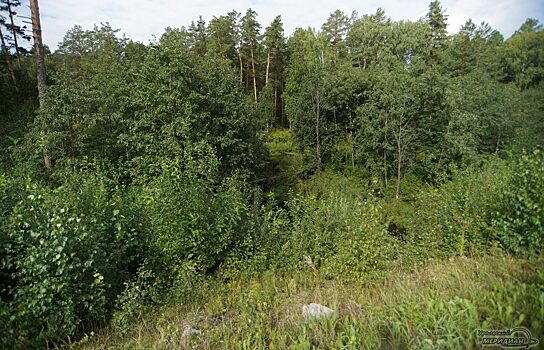 Тюменскую компанию обязали выплатить более миллиона рублей за порчу леса