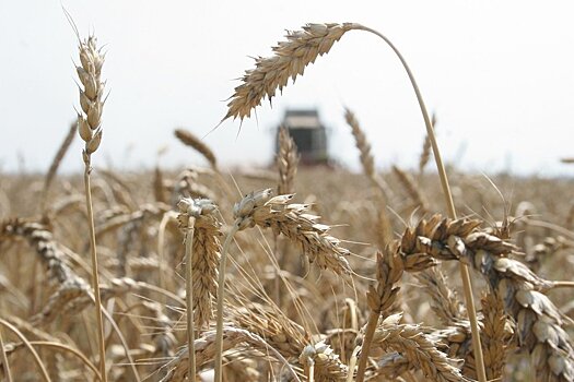 Почему аграрии ЦФО не застраховали посевы