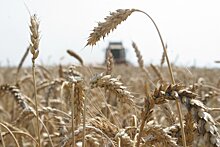 Почему аграрии ЦФО не застраховали посевы