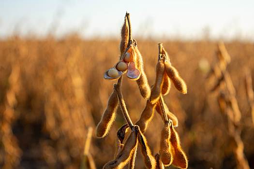Затраты на масличные на гектар выросли из-за подорожания запасных частей и банковских услуг