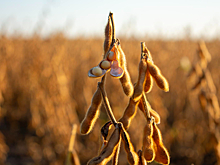 Затраты на масличные на гектар выросли из-за подорожания запасных частей и банковских услуг