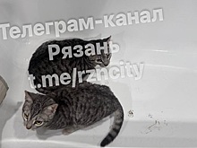 В Рязани мужчина выбросил из машины двух котят