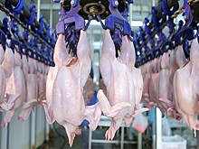 В России образовался дефицит курятины