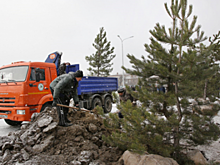 В Волгограде около областной больницы появится более 200 саженцев