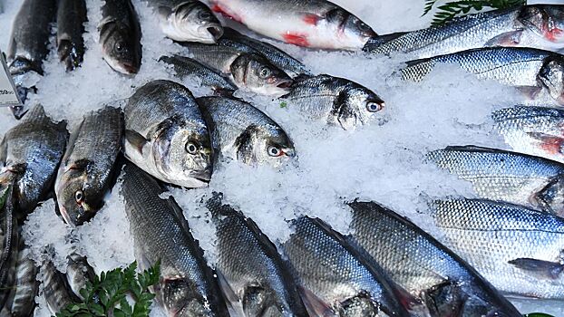 Стало известно о критической ситуации с рыбным поголовьем на Севере
