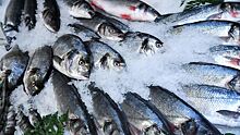 Стало известно о критической ситуации с рыбным поголовьем на Севере