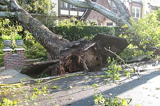 19 человек пострадали при падении дерева в США