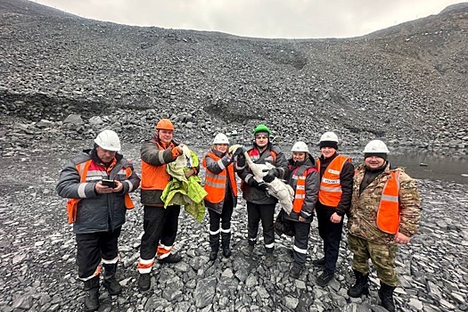 В Белгородской области спасли лебедей, оказавшихся на дне карьера