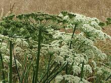В Петербурге пожаловались на захваченную борщевиком улицу
