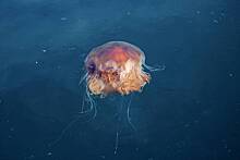 Объяснено нашествие медуз в Азовском море