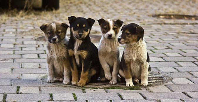 Нажился на собаках: волгоградца осудят за махинации на 1 млн рублей
