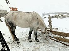 Независимый эксперт осмотрел истощённых лошадей в деревне Кашабеги в Удмуртии