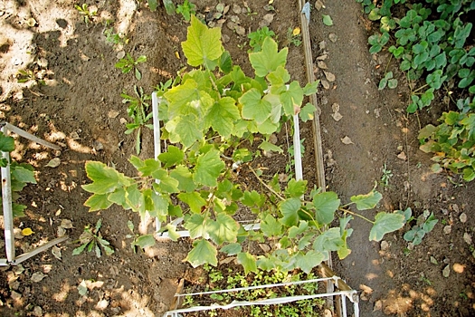 Биолог рассказал, нужно ли заносить на проращивание чубуки винограда