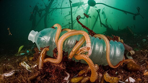 В России предложили замкнутый цикл переработки мусора