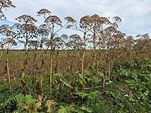 Суд оштрафовал начальника смены школы в Коми, где дети обожглись борщевиком