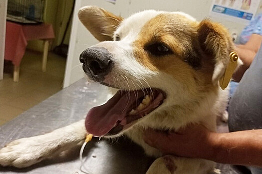 Зарегистрирован первый случай заражения собаки оспой обезьян от человека